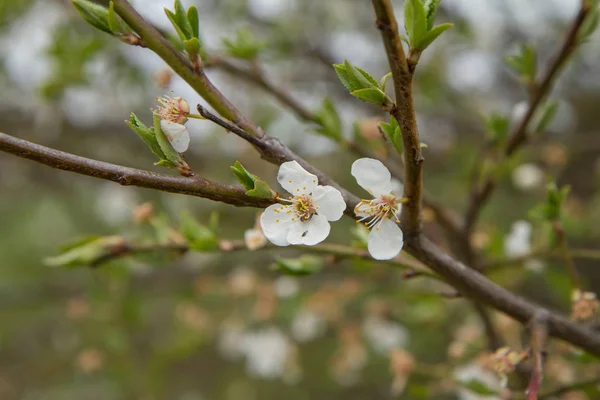Çiçek açan kiraz ağacı — Stok fotoğraf