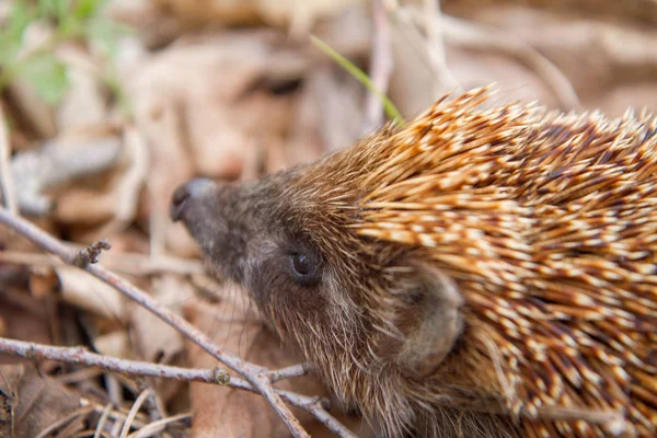 Ein Igel im Wald — Stockfoto