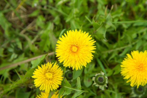 Dandelions içinde yakın çekim — Stok fotoğraf