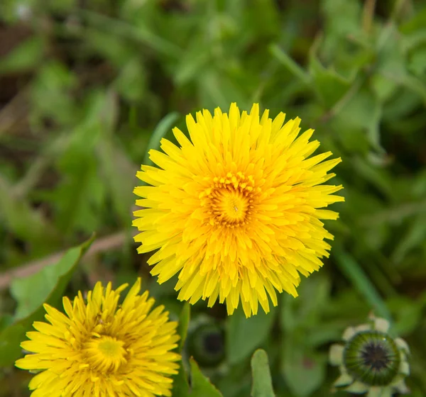 Dandelions in close up — Stock Photo, Image