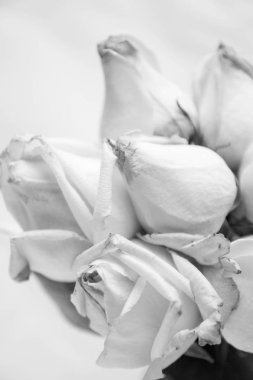 Beyaz gül yakın çekim