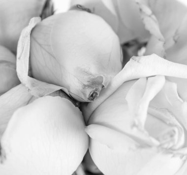 Beyaz gül yakın çekim