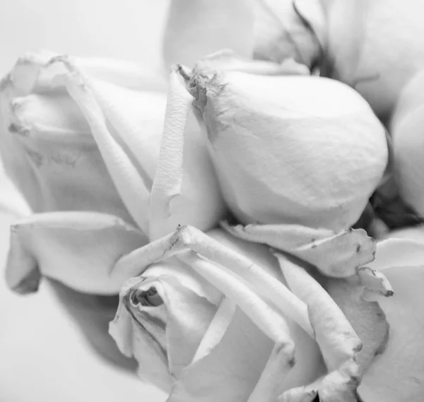 White roses in close up — Stock Photo, Image