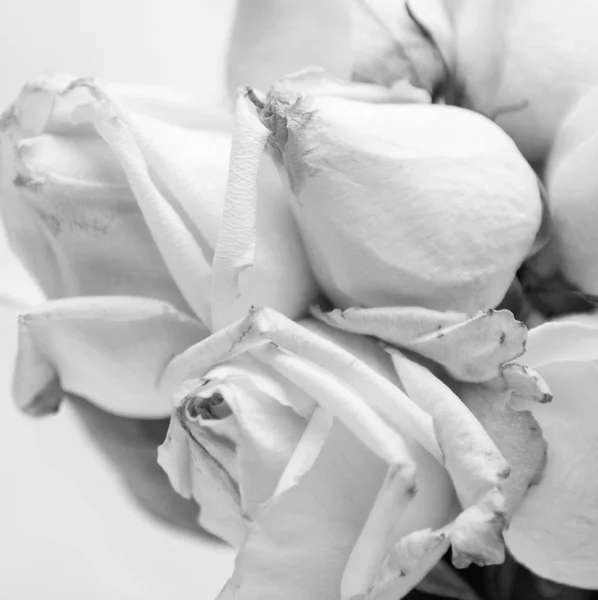 Roses blanches en gros plan — Photo