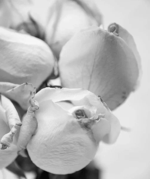 Weiße Rosen in Nahaufnahme — Stockfoto