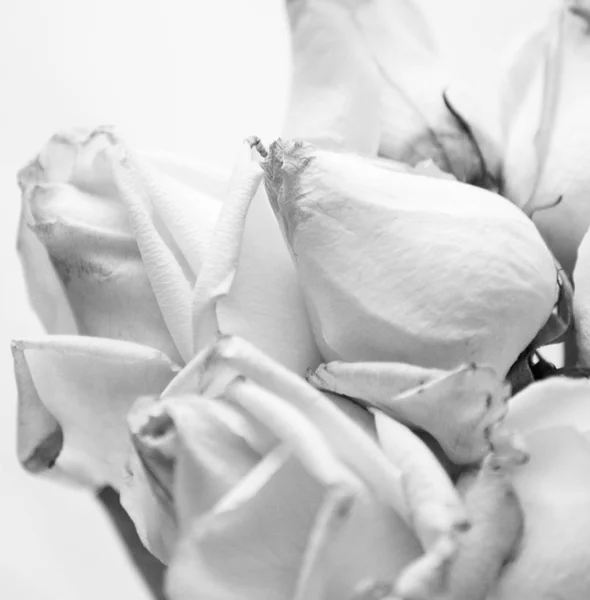 Rosas blancas en primer plano —  Fotos de Stock