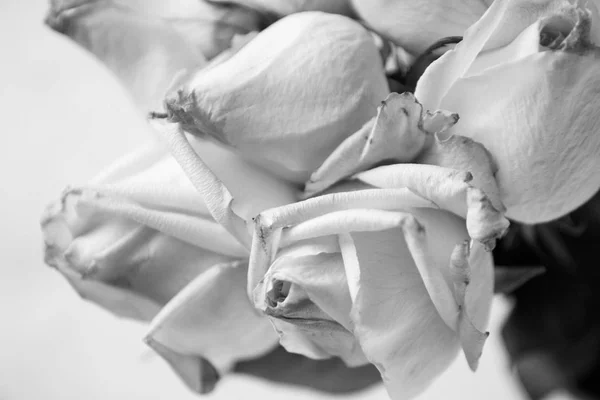 Rosas blancas en primer plano — Foto de Stock