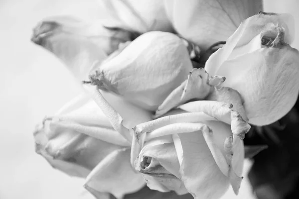 Rosas blancas en primer plano —  Fotos de Stock