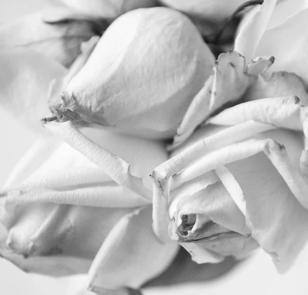 Witte rozen in close-up — Stockfoto