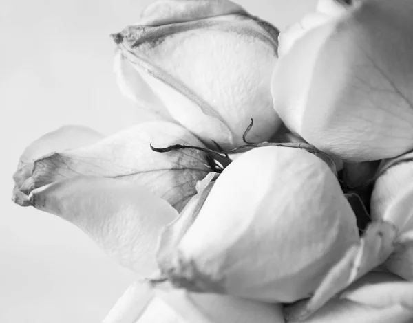 Rosas brancas de perto — Fotografia de Stock