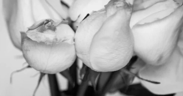 Vita rosor i närbild — Stockfoto