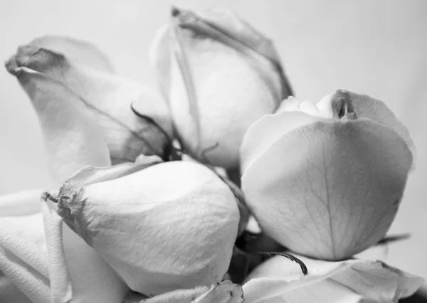 Bílé růže v zblízka — Stock fotografie