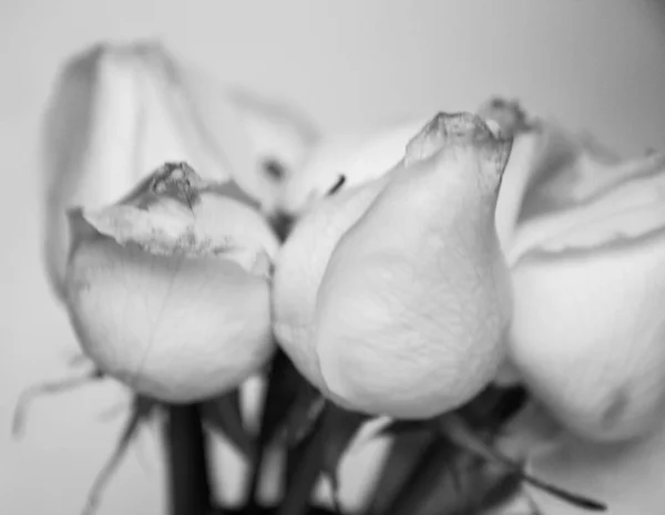 Rosas blancas en primer plano — Foto de Stock