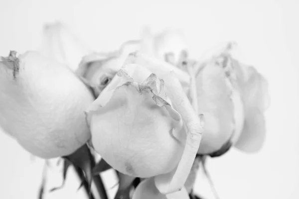Białe róże w z bliska — Zdjęcie stockowe