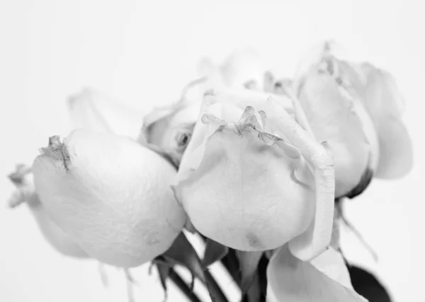ดอกกุหลาบสีขาวใกล้เข้ามา — ภาพถ่ายสต็อก