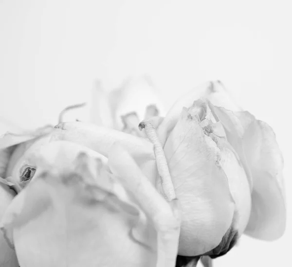 Witte rozen in close-up — Stockfoto