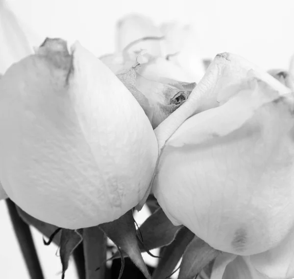 Bílé růže v zblízka — Stock fotografie