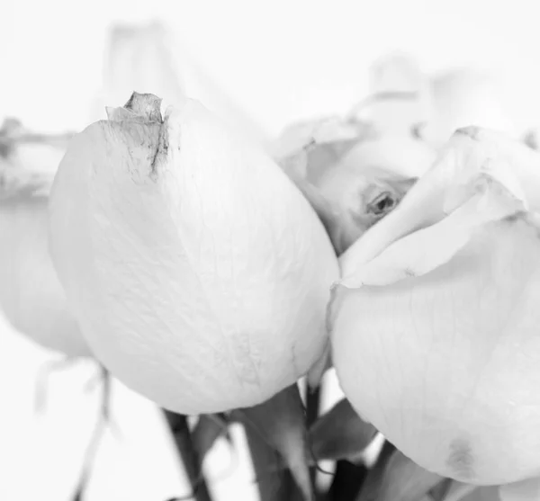 Rosas blancas en primer plano — Foto de Stock