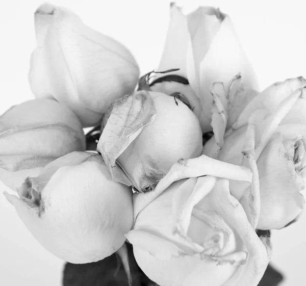 Weiße Rosen in Nahaufnahme — Stockfoto