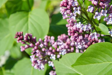 Leylak ağacı çiçek 