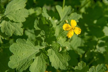Büyük kırlangıçotu (Chelidonium)