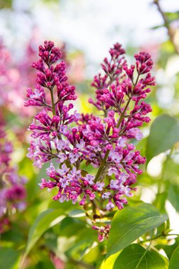 Leylak ağacı çiçek 