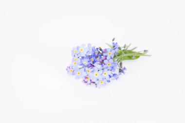 Beyaz arka plan üzerinde korun