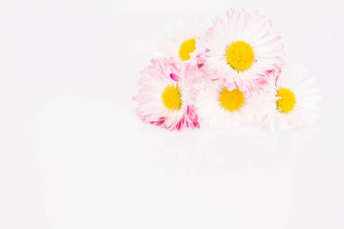 Beyaz arkaplanda papatyalar