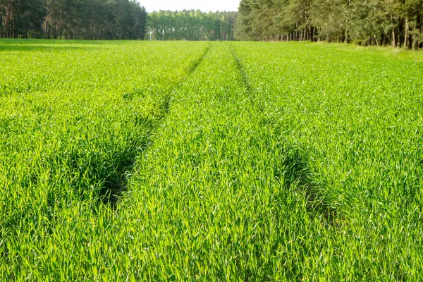 Grain on a field — Stock Photo, Image