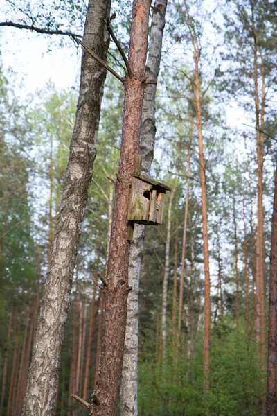 Vogelhuisje aan een boom — Stockfoto