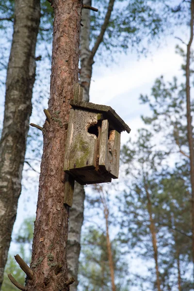 Vogelhuisje aan een boom — Stockfoto