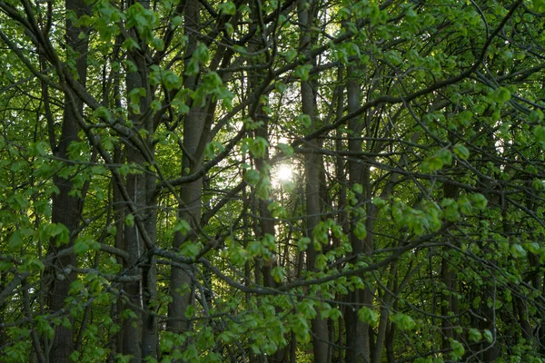 Sun onder bomen — Stockfoto