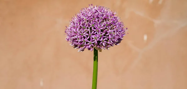 Giant onion flower