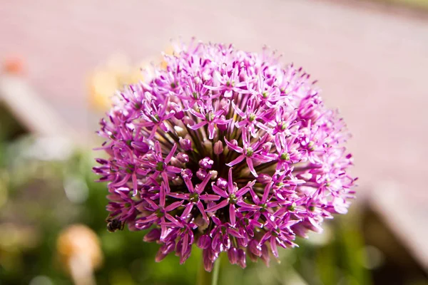 Floare de ceapa gigant — Fotografie, imagine de stoc