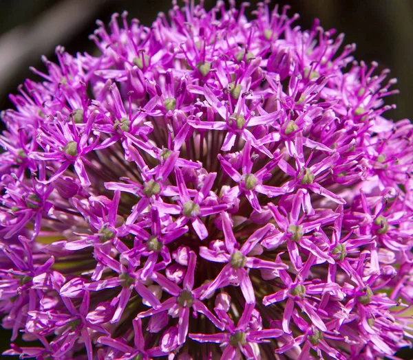 Giant onion flower — Stock Photo, Image