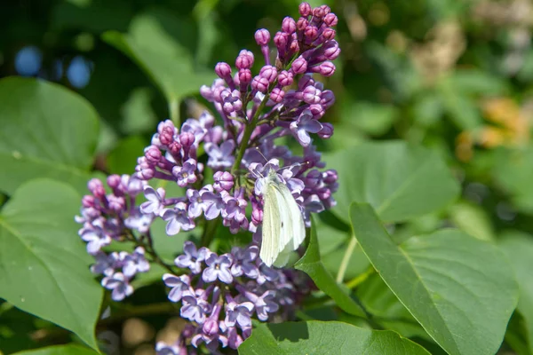 Butterfly on a lilac — Stock Photo, Image