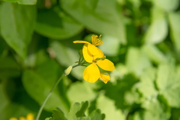 Büyük kırlangıçotu (Chelidonium) — Stok fotoğraf