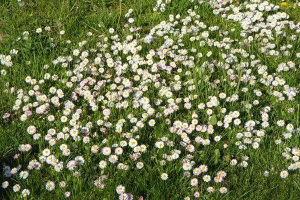 Prästkragar som blommar i en äng — Stockfoto