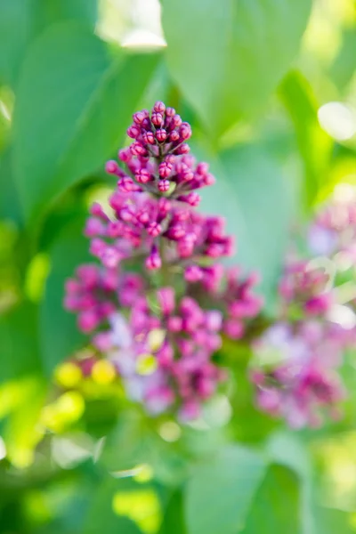 Lilac tree flowers — Stock Photo, Image