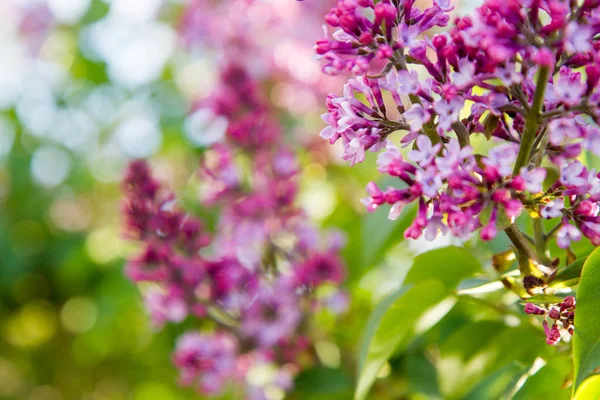 ライラックの木の花 — ストック写真