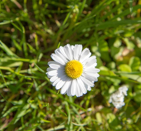 Margarida florescendo em um prado — Fotografia de Stock