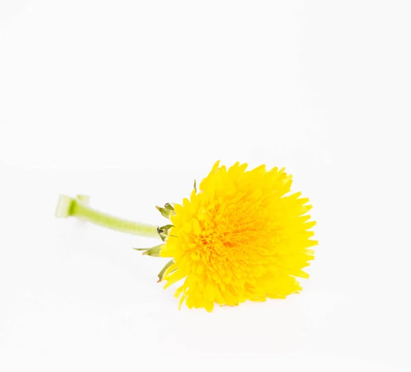 Dandelion on white background — Stock Photo, Image