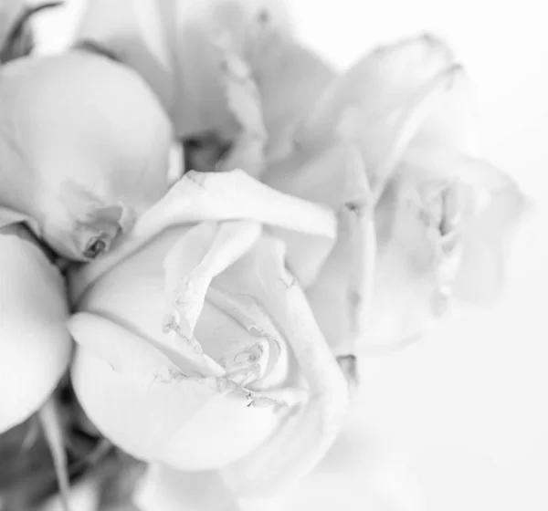 Białe róże w z bliska — Zdjęcie stockowe