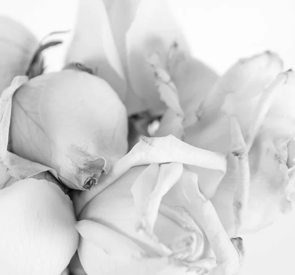 Fehér Rózsa a közelről — Stock Fotó