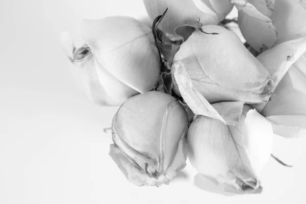 White roses in close up — Stock Photo, Image