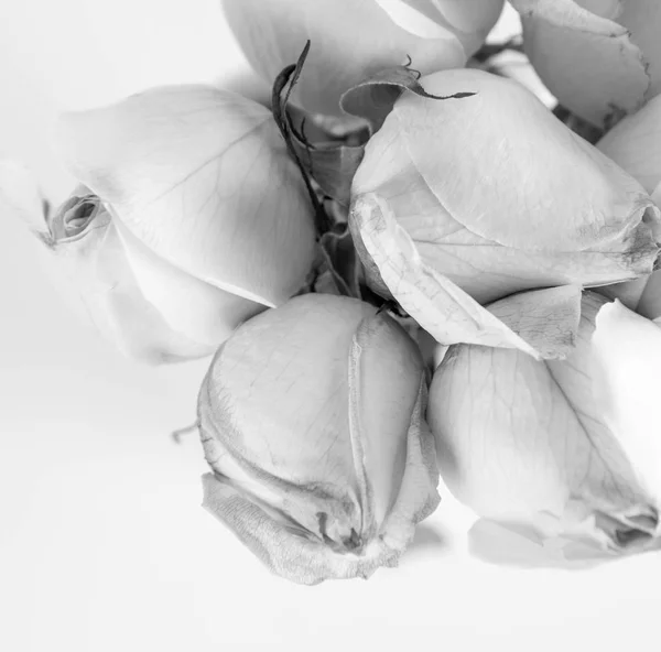 White roses in close up — Stock Photo, Image