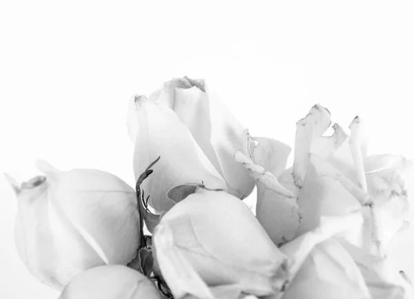 Witte rozen in close-up — Stockfoto