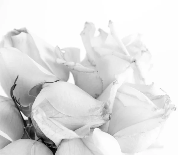 White roses in close up — Stock Photo, Image