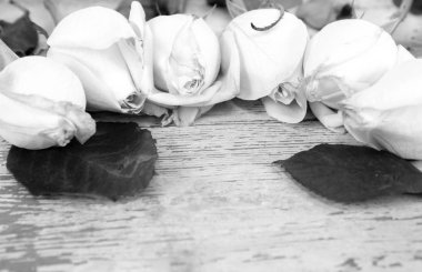 beyaz gül arka plan