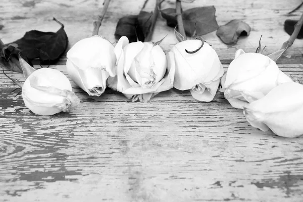 Fondo rosas blancas — Foto de Stock